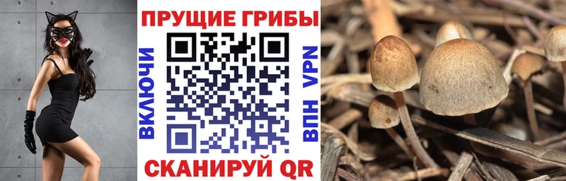 магазин    Завитинск  Псилоцибиновые грибы Psilocybine cubensis 